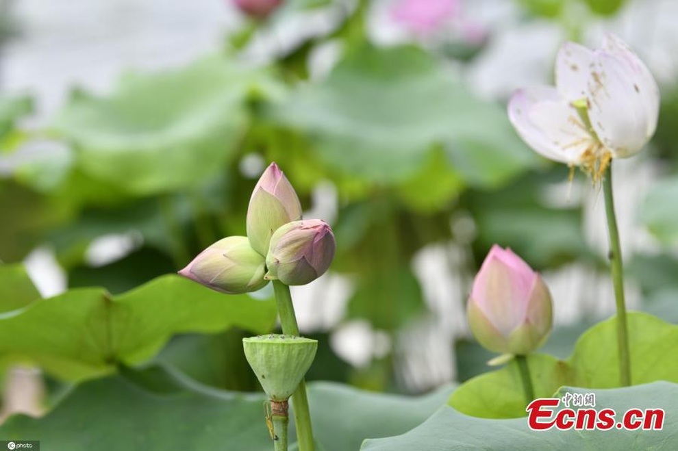 Sửng sốt bông hoa sen sinh ba cực hiếm trên thế giới - 2 Sửng sốt bông hoa sen sinh ba cực hiếm trên thế giới - 2
