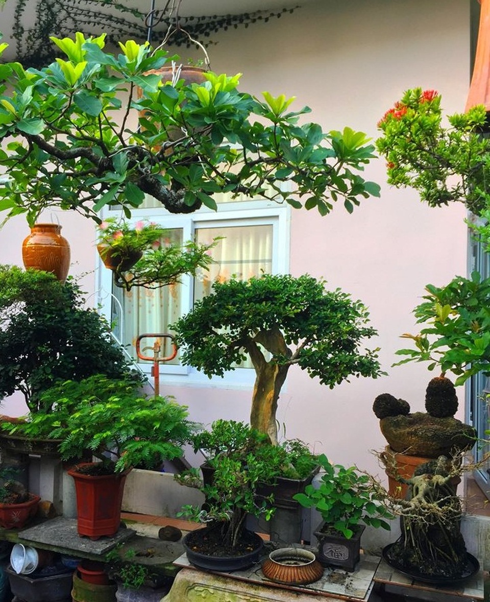 Vườn bonsai ngược trăm triệu đồng trên sân thượng nhà phố ở Quảng Nam - 9 Vườn bonsai ngược trăm triệu đồng trên sân thượng nhà phố ở Quảng Nam - 9