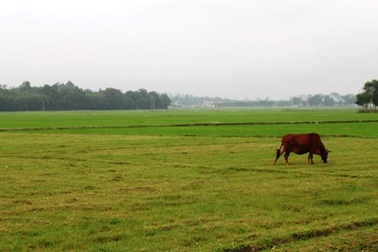 Một nữ sinh đột tử khi đi chăn bò