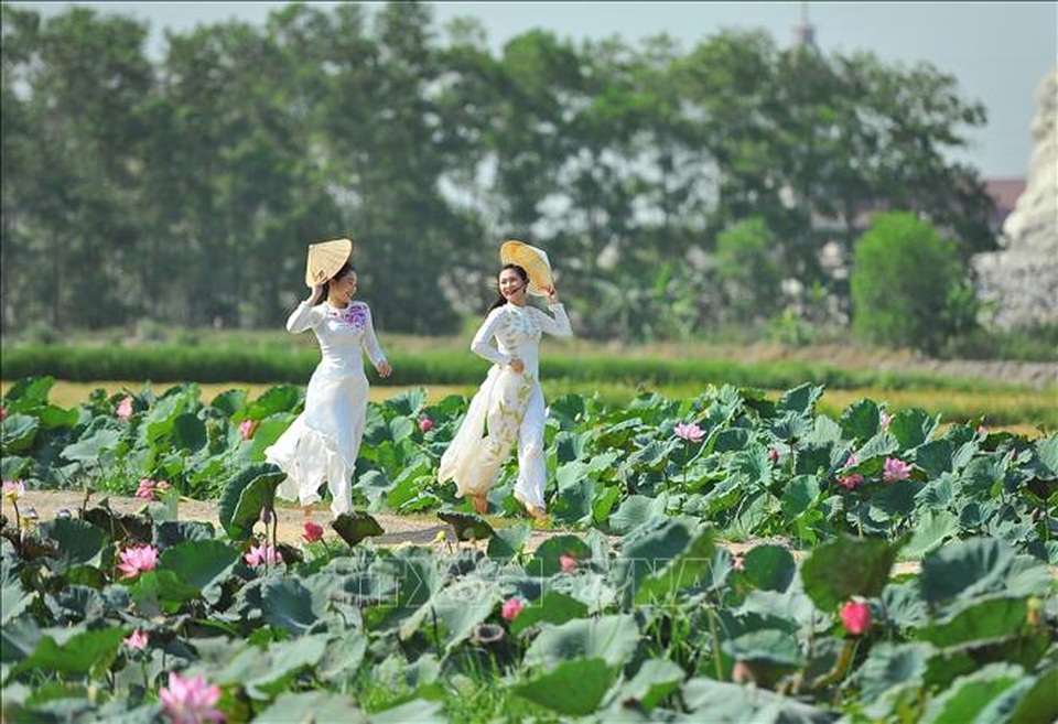 Thơ mộng sen hồng vùng đất cố đô Ninh Bình - 7 Thơ mộng sen hồng vùng đất cố đô Ninh Bình - 7