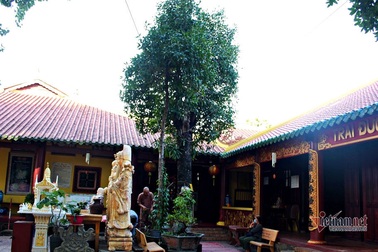 Cây bạch mai trăm tuổi "từ linh khí sinh ra", quý hiếm bậc nhất Sài Gòn