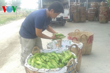 Mua hoa thanh long bán sang Trung Quốc: Lại âm mưu gì?