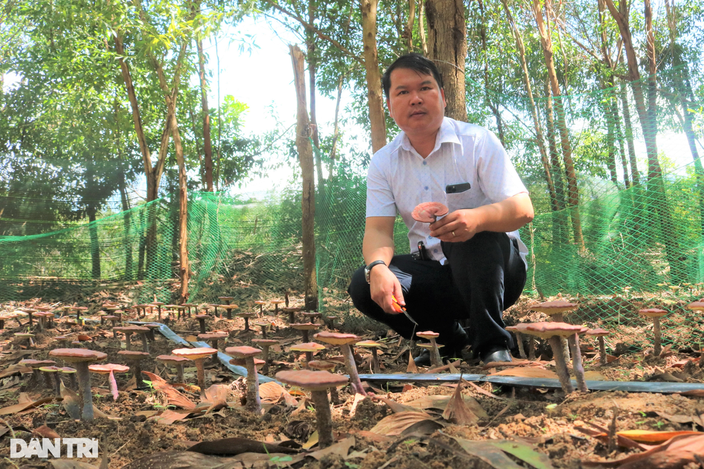 Liều trồng nấm linh chi đỏ dưới tán rừng, nào ngờ thu tiền triệu mỗi nhánh - 1 Liều trồng nấm linh chi đỏ dưới tán rừng, nào ngờ thu tiền triệu mỗi nhánh - 1
