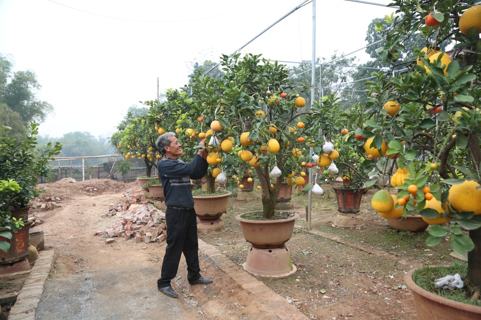 Cận Tết, lão nông thu hàng trăm triệu đồng nhờ cây có 7 thứ quả khác nhau - 5 Cận Tết, lão nông thu hàng trăm triệu đồng nhờ cây có 7 thứ quả khác nhau - 5