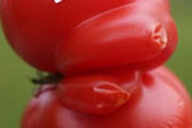 Quả cà chua hình con vịt