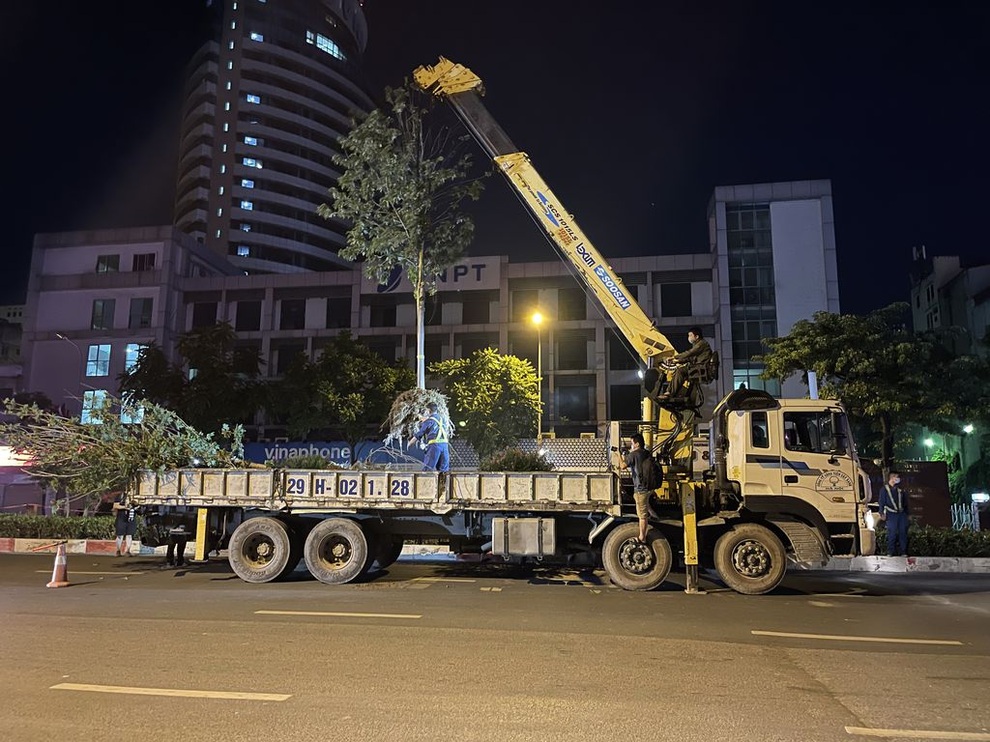 Hình ảnh công nhân xuyên đêm đánh chuyển hàng phong lá đỏ đi tránh nắng - 1 Hình ảnh công nhân xuyên đêm đánh chuyển hàng phong lá đỏ đi tránh nắng - 1