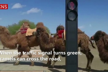 Trung Quốc lắp đèn giao thông cho lạc đà