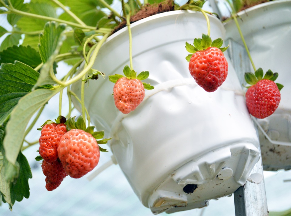 Check-in vườn dâu tây đầu tiên ở Cà Mau - 2