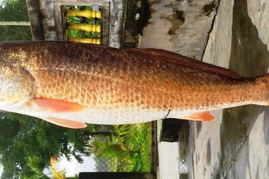 Cần thủ suýt làm thịt con cá nghi là sủ vàng quý hiếm