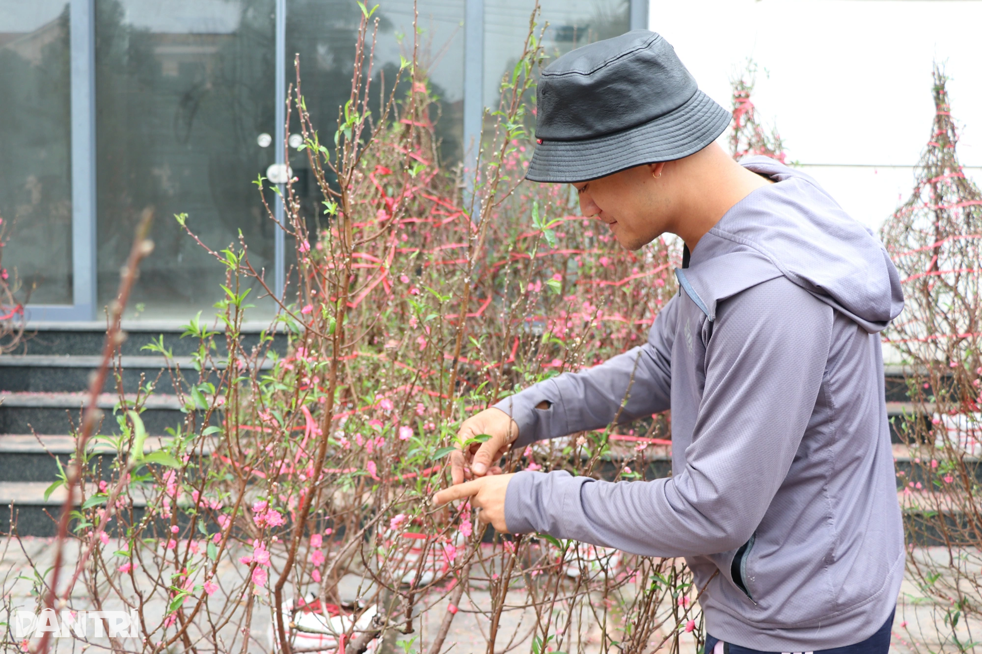 ង៉ែអាន៖ ខ្វះអ្នកទិញ អ្នកលក់ផ្លែប៉ោមព្យួរសញ្ញាលក់ខាត - ៣ Nghệ An: Vắng bóng khách mua, người bán đào treo biển xả lỗ - 3