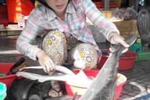 Gần 4.000 con cá bớp chết bất thường, thiệt hại tiền tỷ