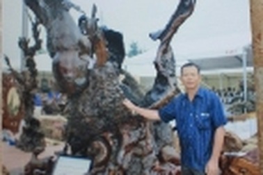 Gốc đại thụ 2100 năm tuổi trưng bày tại triển lãm dịp Đại lễ 