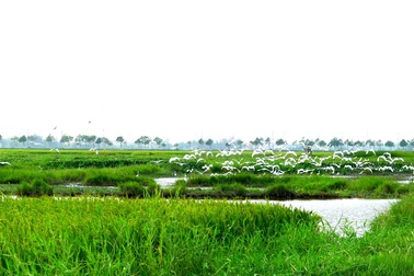 Ngắm đàn cò kiếm ăn trên cánh đồng lúa giữa mùa dịch Covid-19