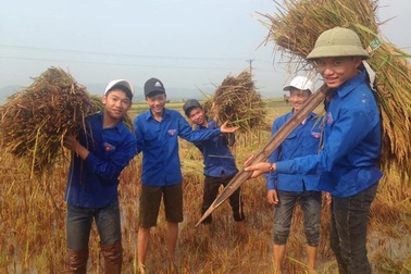 Nghệ An: Thanh niên, bộ đội dầm mình giúp dân gặt lúa sau bão