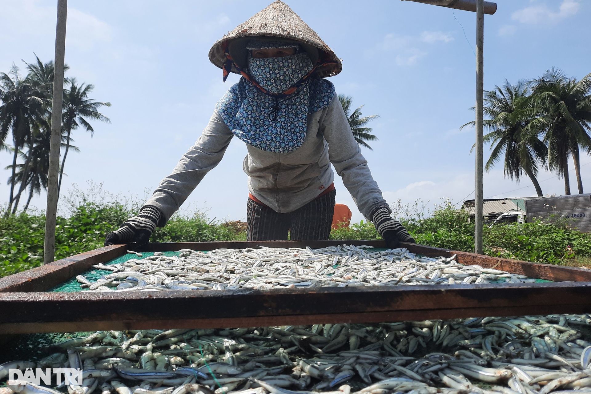 Phụ nữ vùng biển tất bật với mùa phơi cá cơm - 8 Phụ nữ vùng biển tất bật với mùa phơi cá cơm - 8