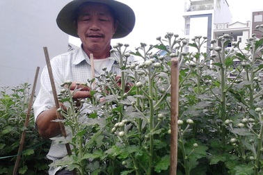 Đà Nẵng: Làng hoa hối hả vào vụ Tết