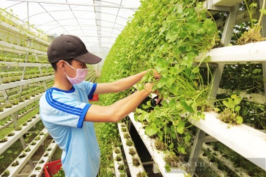 Người đầu tiên ở Việt Nam trồng rau má thủy canh, liều nên "ăn" 40 triệu đồng/tháng