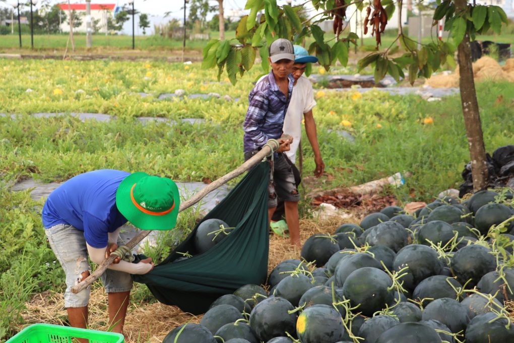 Tuyệt chiêu vận chuyển dưa hấu Tết bằng võng - 3