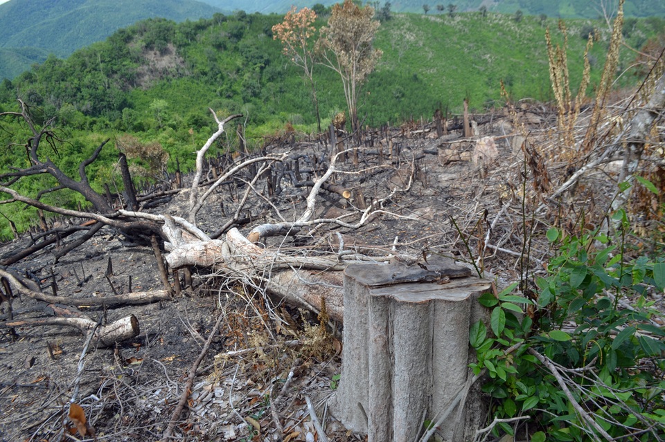 Hàng loạt cán bộ xã đua nhau chặt, phá trắng rừng phòng hộ ở Phú Yên! - 3 Hàng loạt cán bộ xã đua nhau chặt, phá trắng rừng phòng hộ ở Phú Yên! - 3