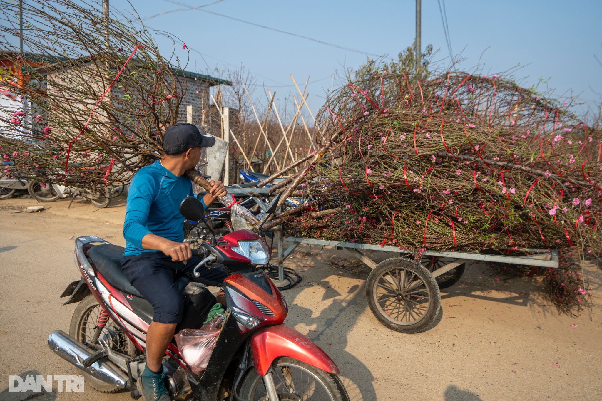 Đào Nhật Tân khoe sắc rực rỡ, giá tăng vọt vẫn đắt khách tới mua - 10 Đào Nhật Tân khoe sắc rực rỡ, giá tăng vọt vẫn đắt khách tới mua - 10