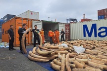 Hải quan Hải Phòng bắt giữ 7 tấn ngà voi nhập lậu