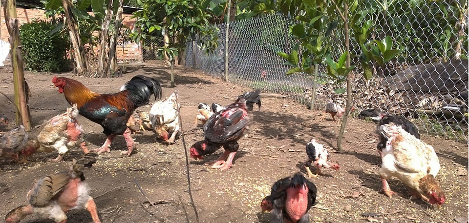Sinh nhật con năm nay, bố không còn gửi gà nữa... - 1 Sinh nhật con năm nay, bố không còn gửi gà nữa... - 1