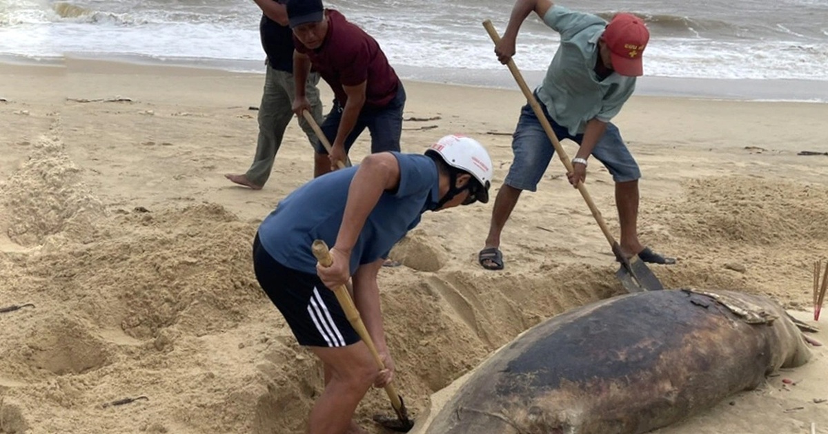 Xác cá heo nặng 150kg dạt vào bờ biển Nhật Lệ