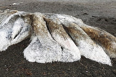 Xác ‘quái vật biển không đầu’ dạt vào bờ biển Nga