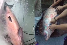 Bắt được cá trắm đen khổng lồ nặng 45 kg ở Yên Bái