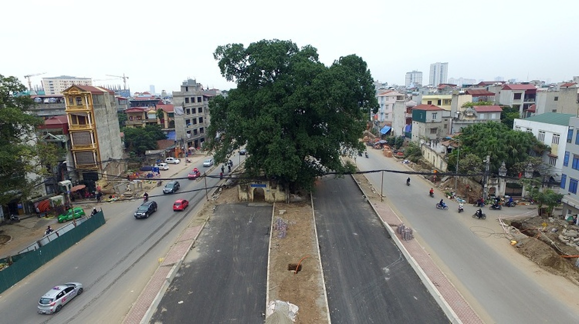 Cây đa trăm tuổi được bảo tồn khi làm đường nghìn tỷ bất ngờ gãy nhánh lớn - 6 Cây đa trăm tuổi được bảo tồn khi làm đường nghìn tỷ bất ngờ gãy nhánh lớn - 6