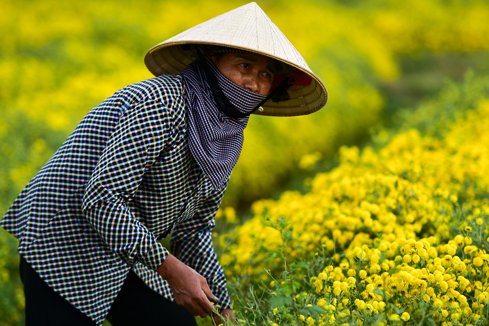 Ngắm cánh đồng cúc tiến vua vàng ruộm mộng mơ tại Nghĩa Trai, Hưng Yên - 14 Ngắm cánh đồng cúc tiến vua vàng ruộm mộng mơ tại Nghĩa Trai, Hưng Yên - 14