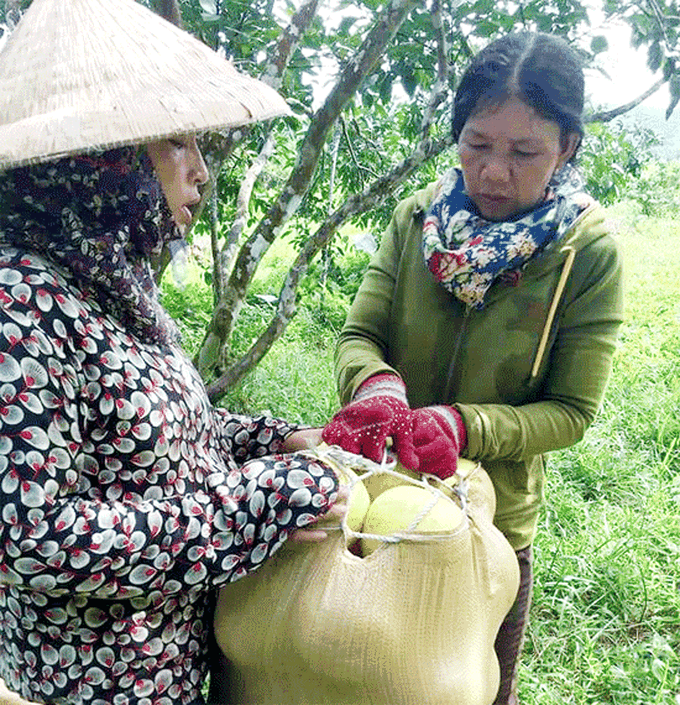 Các sàn TMĐT lớn &quot;chung tay&quot; làm &quot;thương lái&quot; đưa bưởi Phúc Trạch đến tay người tiêu dùng - Ảnh 1.