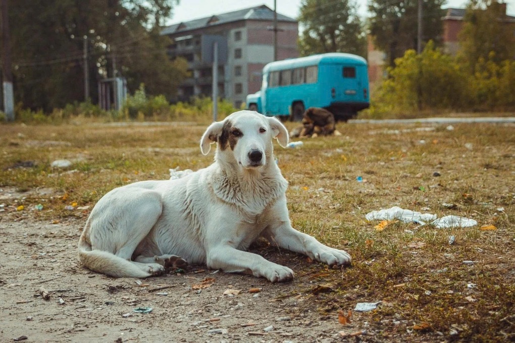 Chó hoang tiến hóa ở Chernobyl: Vì sao vẫn sống sót nơi vùng đất chết? - 3 Chó hoang tiến hóa ở Chernobyl: Vì sao vẫn sống sót nơi vùng đất chết? - 3