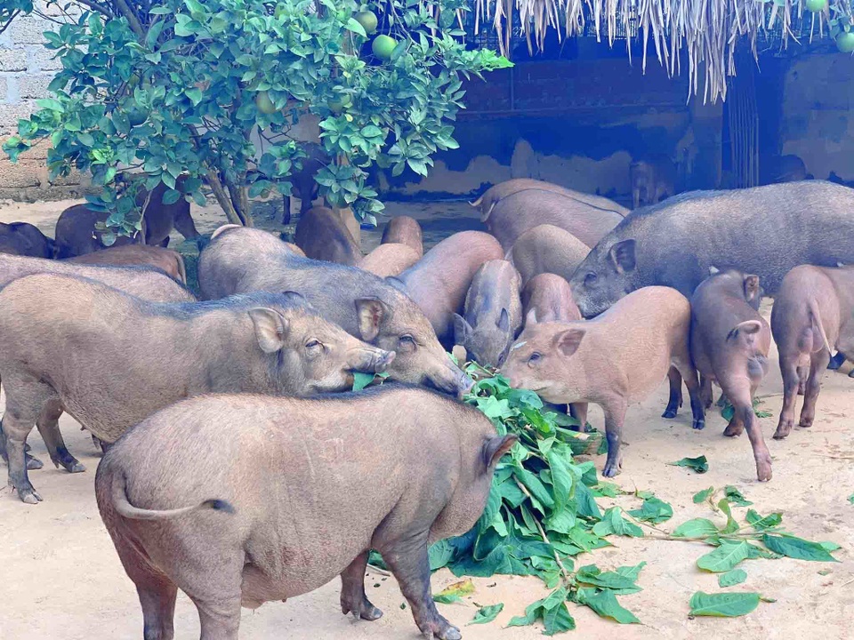 Đàn lợn rừng ăn dược liệu: Anh cán bộ xã thu tiền tỷ mỗi năm - 2 Đàn lợn rừng ăn dược liệu: Anh cán bộ xã thu tiền tỷ mỗi năm - 2