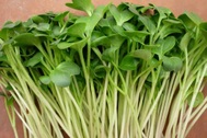 Loại rau tự trồng dễ dàng tại nhà có tác dụng bảo vệ gan đáng kinh ngạc