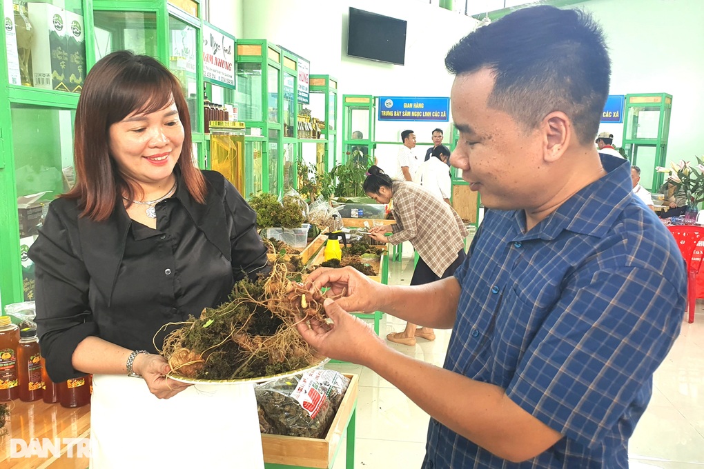 Sâm Ngọc Linh được đưa vào danh mục di sản văn hóa phi vật thể quốc gia - 2 Sâm Ngọc Linh được đưa vào danh mục di sản văn hóa phi vật thể quốc gia - 2