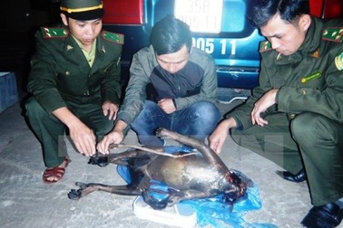Khởi tố vụ vận chuyển trái phép động vật quý hiếm