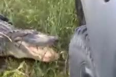 Thử độ bền của mũi xe bằng… răng cá sấu