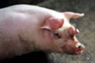 Lợn có sừng ở Lâm Đồng