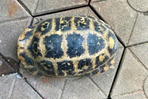 Hà Tĩnh: Phát hiện rùa núi vàng quý hiếm trong vườn cổ tích trường mầm non