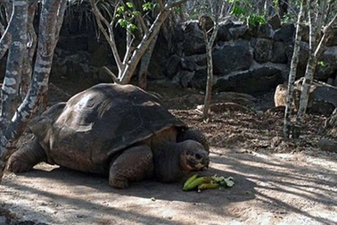 Rùa khổng lồ nổi tiếng chết trẻ ở tuổi 60