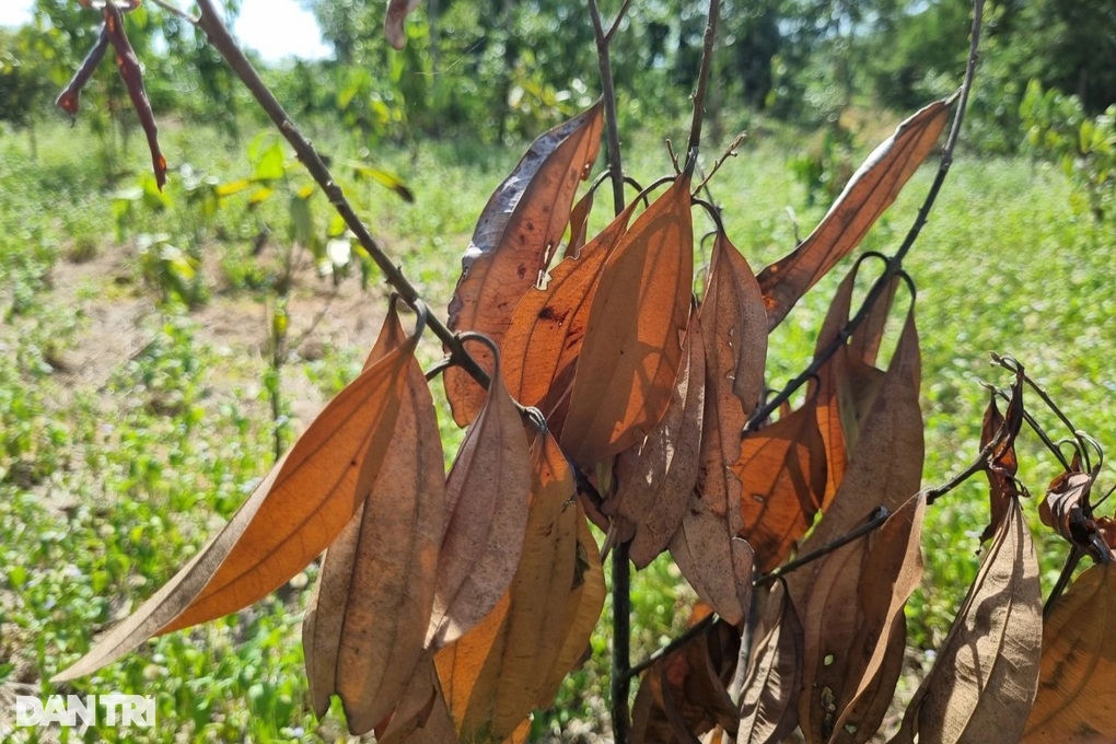 Người dân trắng tay sau 2 năm chặt keo tràm để trồng quế - 2