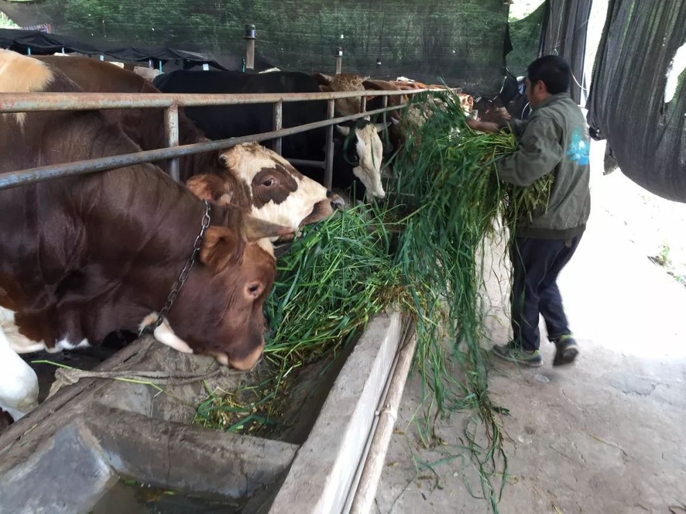 Giám đốc thành đạt, bỏ việc lương cao, về quê làm nông tri ân dân làng - 3 Giám đốc thành đạt, bỏ việc lương cao, về quê làm nông tri ân dân làng - 3