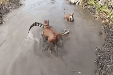 Chó Pitbull đại chiến "nảy lửa" với cá sấu và cái kết đầy kịch tính