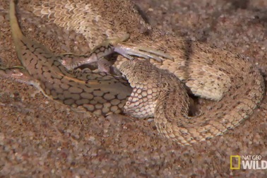 Nghệ thuật ngụy trang săn mồi của rắn cát sa mạc