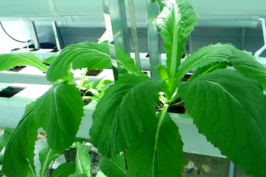 Bình Định: Trồng rau sạch không cần đất, không tốn công chăm bón