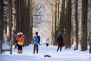 Mang mùa đông Hàn Quốc đến với du khách Việt Nam