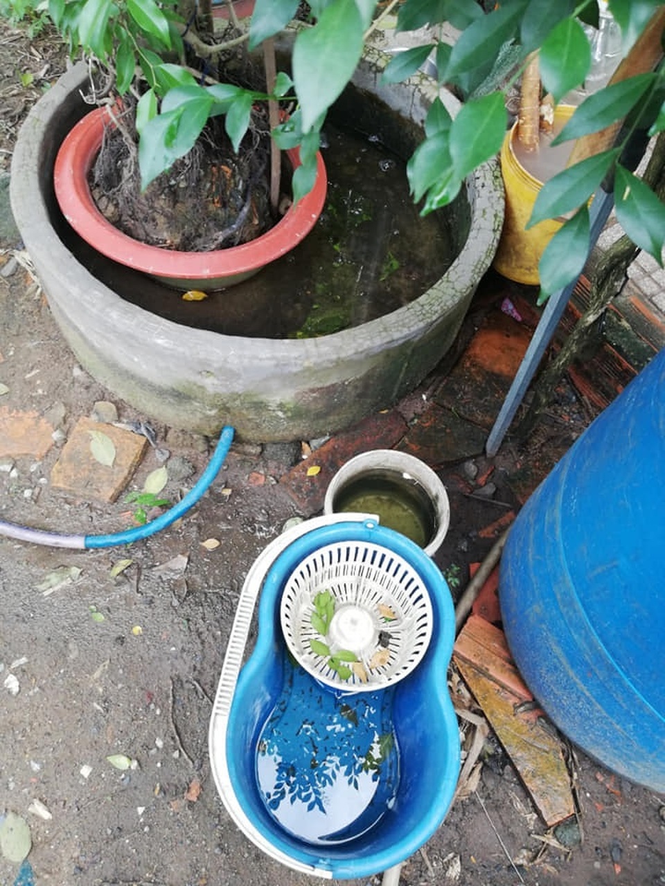 TP HCM: Thiếu nữ 16 tuổi tử vong vì sốt xuất huyết - 2 TP HCM: Thiếu nữ 16 tuổi tử vong vì sốt xuất huyết - 2