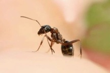 Vết kiến đốt tưởng vô hại khiến người đàn ông suýt mất mạng