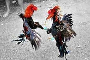 Bị nghi trộm gà, nam thanh niên bị bắt nhốt, đánh suốt đêm